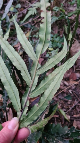 Image of Blechnum patersonii by (c) Petra Holland, some rights reserved (CC BY)