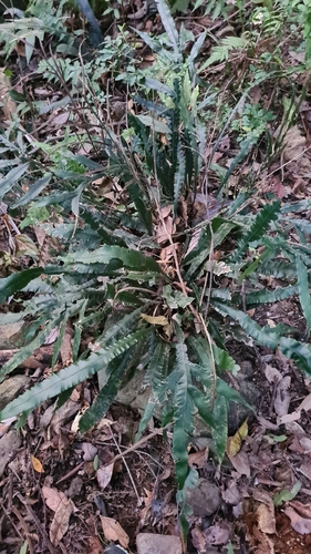Image of Blechnum patersonii by (c) Petra Holland, some rights reserved (CC BY)