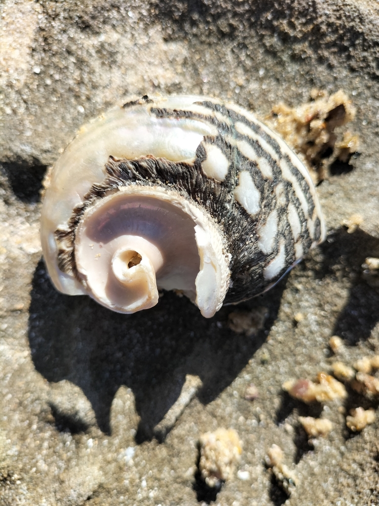 Rough turban shell from Newcastle, NSW, Australia on September 9, 2023 ...