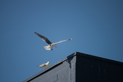 Larus brachyrhynchus