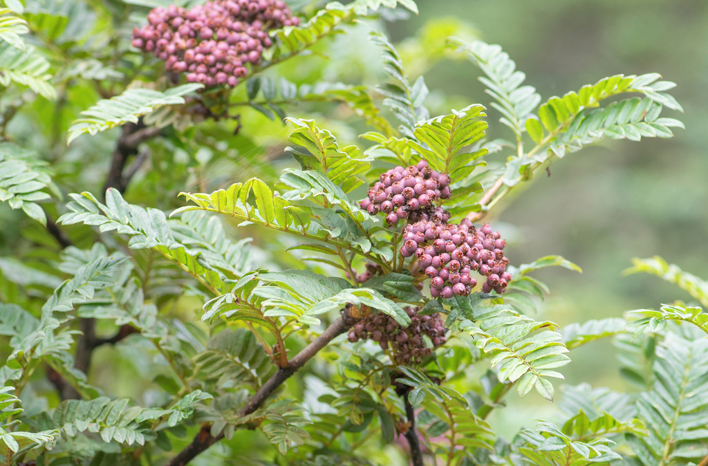Sorbus microphylla; photograph (c) Morten Ross, some rights reserved (CC BY)