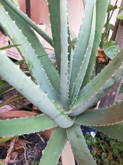 Aloe vera