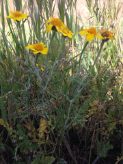 Pseudobahia peirsonii