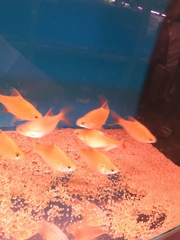 Barbonymus schwanefeldii