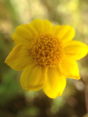 Pseudobahia peirsonii