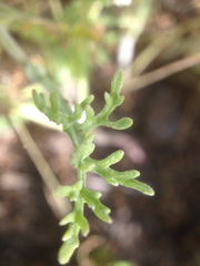 Pseudobahia peirsonii