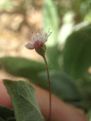 Eriogonum angulosum