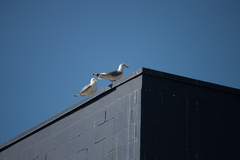 Larus brachyrhynchus
