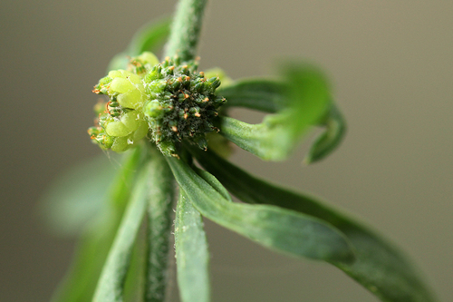 Waxberry Plant