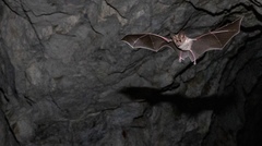 Macrotus californicus