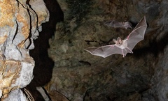 Macrotus californicus