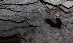 Macrotus californicus