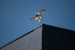 Larus brachyrhynchus