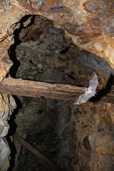 Macrotus californicus