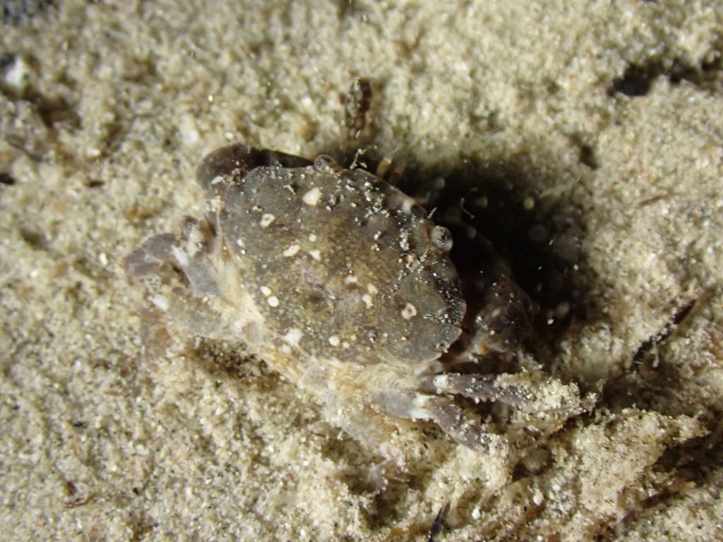 jaguar round crab, photo 1 of 10