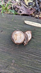 Astraeus hygrometricus
