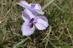 Tradescantia occidentalis
