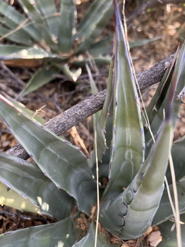 Image of Mckelvey's Agave (Agave mckelveyana) by no rights reserved