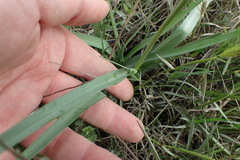 Tradescantia occidentalis