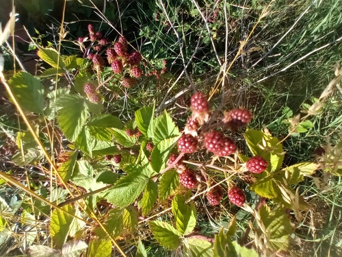 ostružina sladkoplodá (Rubus armeniacus)