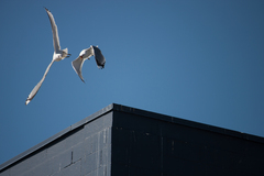 Larus brachyrhynchus