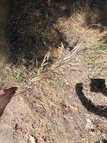 stoklas bezosťový (Bromus inermis)