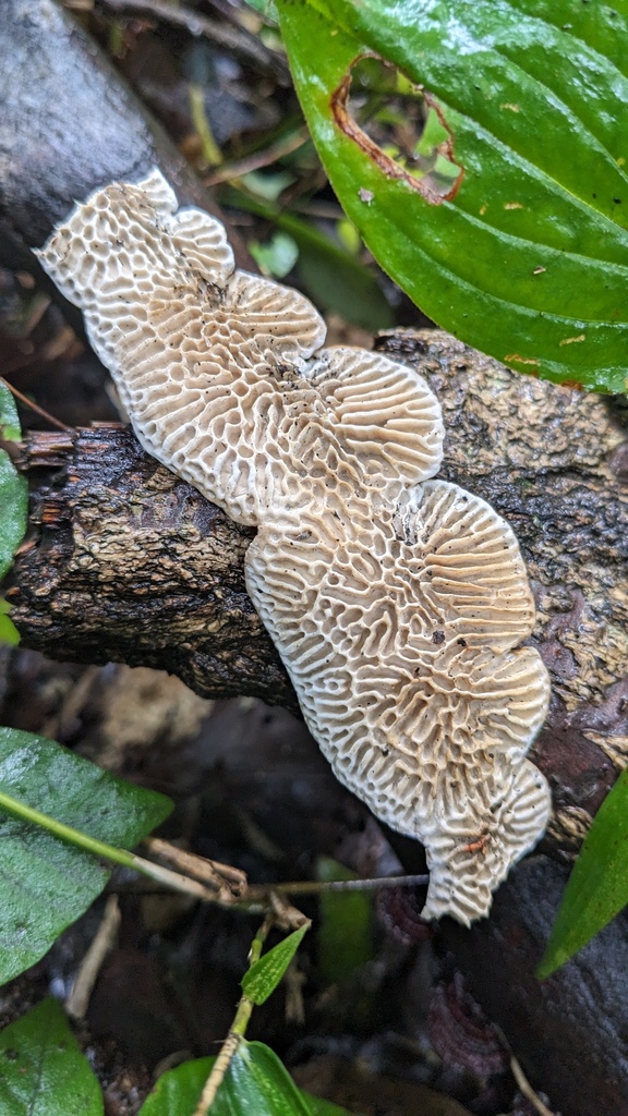 Daedaleopsis styracina · September 2023 · photo: © atsushi_nakajima_cirque (iNaturalist, cc-by)