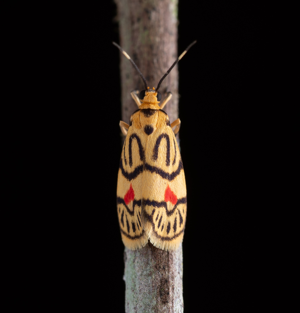 Prepiella