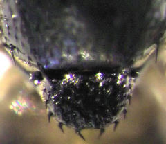 Siphunculina breviseta