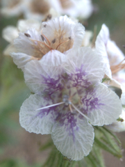 Phacelia cicutaria