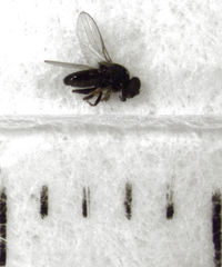 Siphunculina breviseta