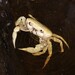 Ngoye River Crab - Photo (c) Richard Johnstone, some rights reserved (CC BY-NC), uploaded by Richard Johnstone