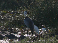 Bugeranus carunculatus