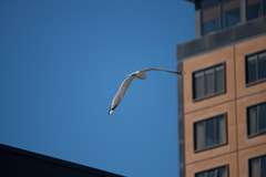 Larus brachyrhynchus