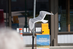 Larus brachyrhynchus
