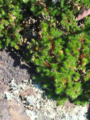 Selaginella hansenii