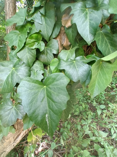 brečtan (Hedera)