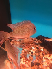 Geophagus altifrons