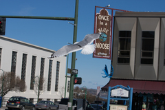Larus brachyrhynchus