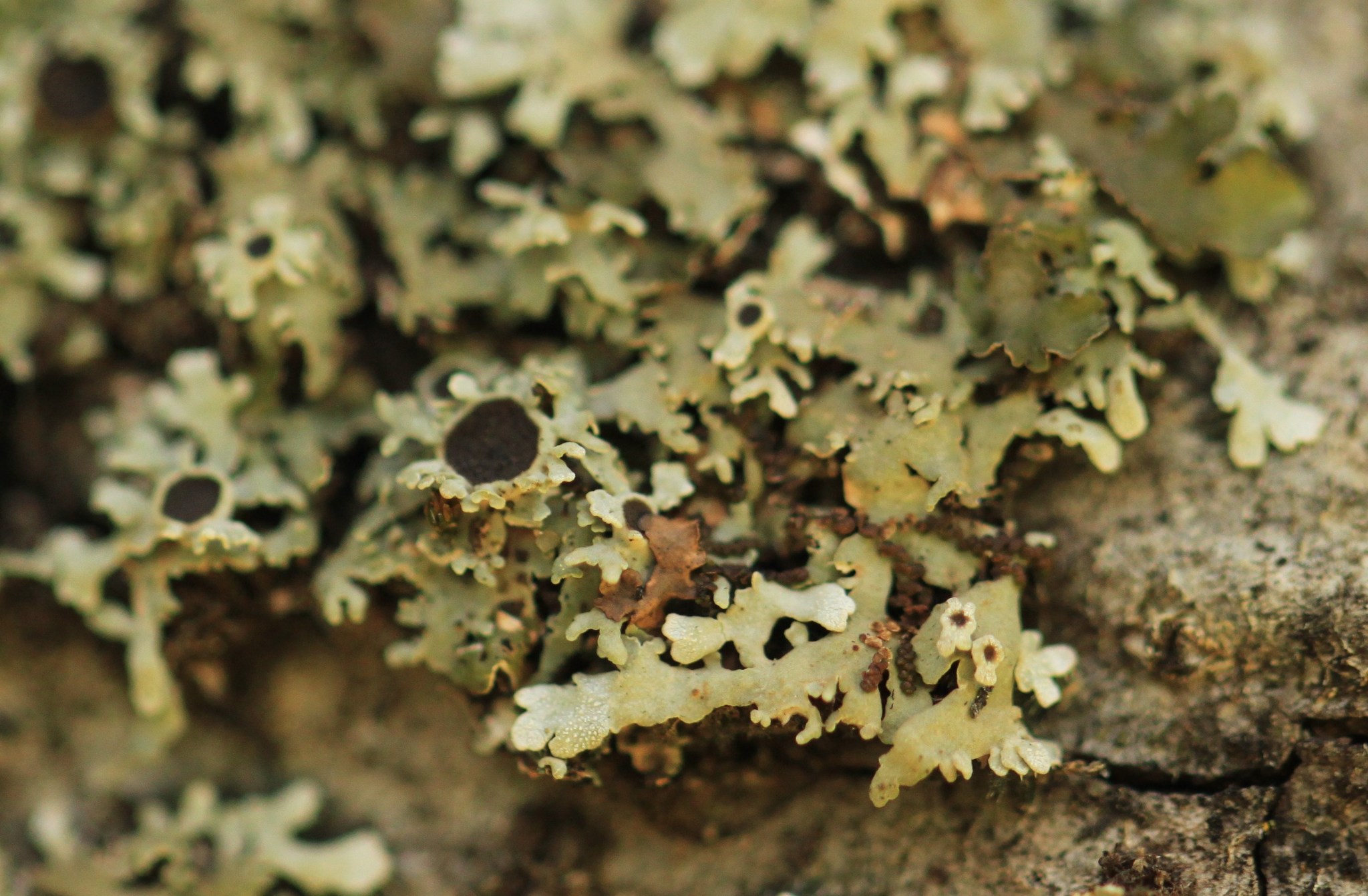 Physconia americana image