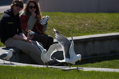 Larus brachyrhynchus