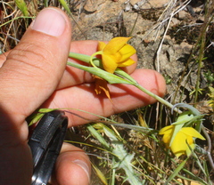 Calochortus amabilis