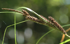 Carex lambertiana