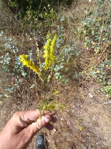 komonica lekárska (Melilotus officinalis)