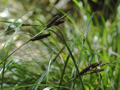 Carex lambertiana