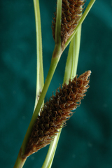 Carex lambertiana
