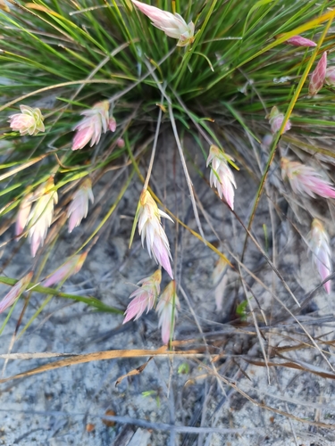 Image of Johnsonia pubescens by (c) Belinda Forbes, some rights reserved (CC BY)