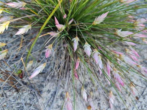 Image of Johnsonia pubescens by (c) Belinda Forbes, some rights reserved (CC BY)