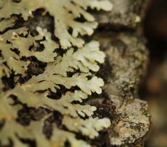 Physconia americana