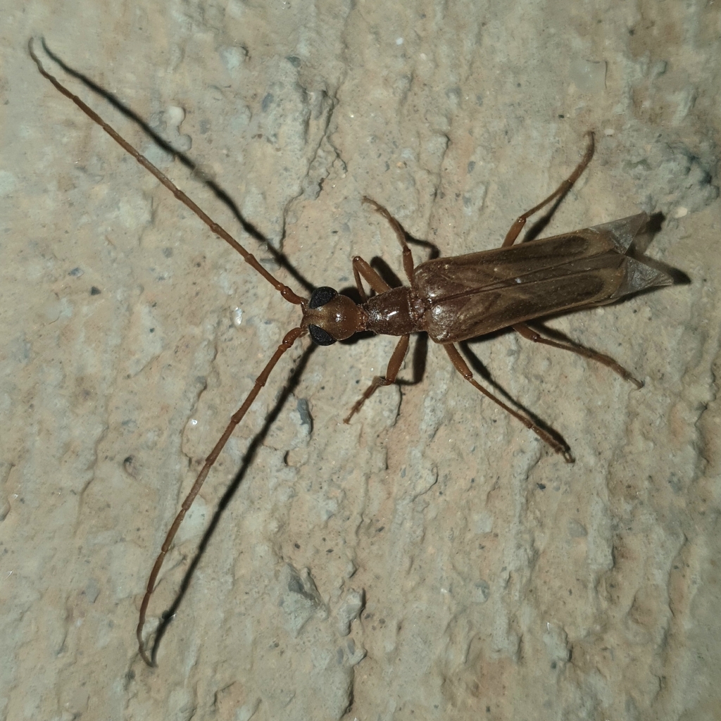 Vesperus flaveolus